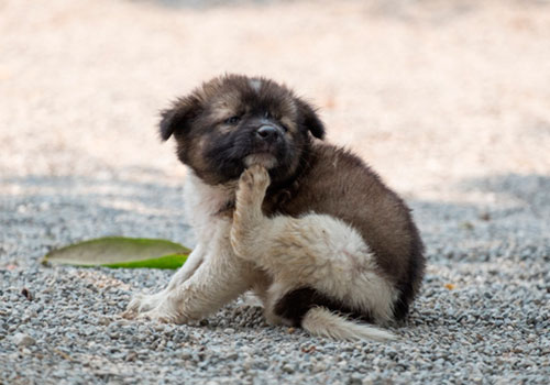 Как и чем быстро вывести блох у домашней собаки | Блог ВетСеть